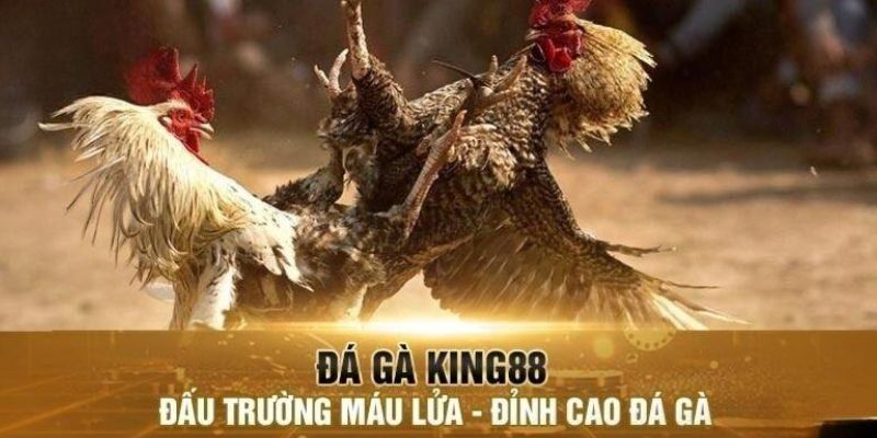 Chuyên mục đá gà King88 cực kỳ ăn khách